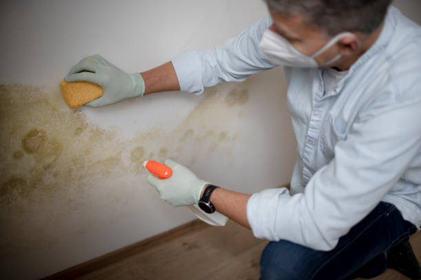 Best Local Mold Removal Service  in West Crossett, AR