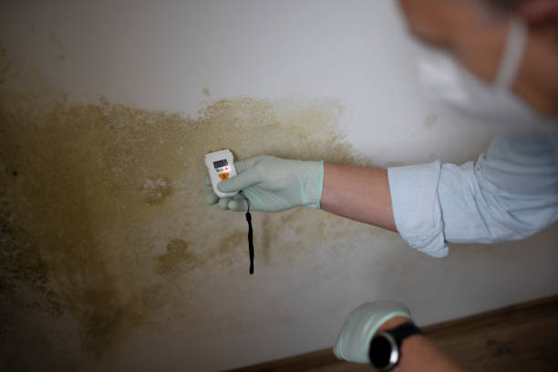 Best Mold Damage Repair  in West Crossett, AR