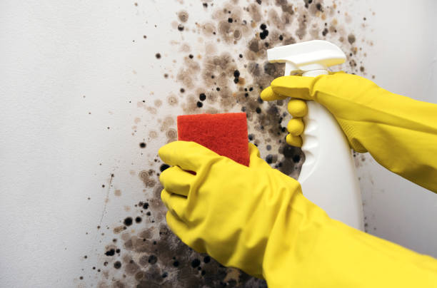 Best Commercial Mold Removal  in West Crossett, AR