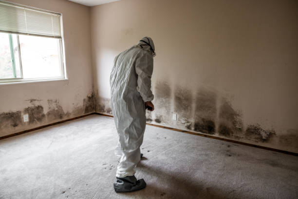 Best Mold Damage Repair  in West Crossett, AR